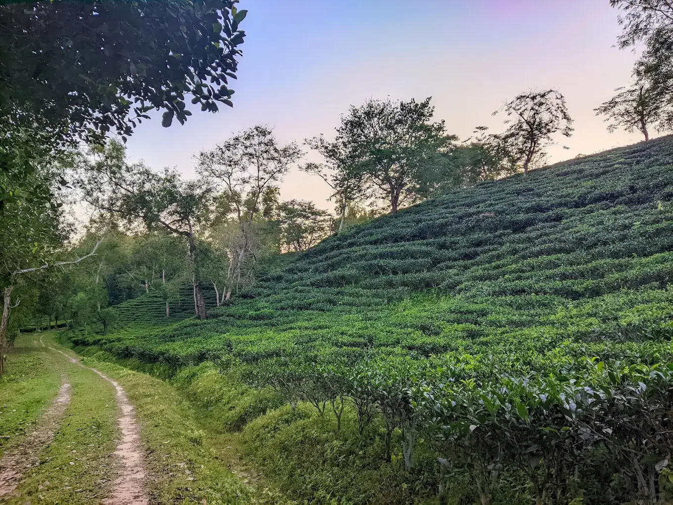 Rangapani Tea Estate