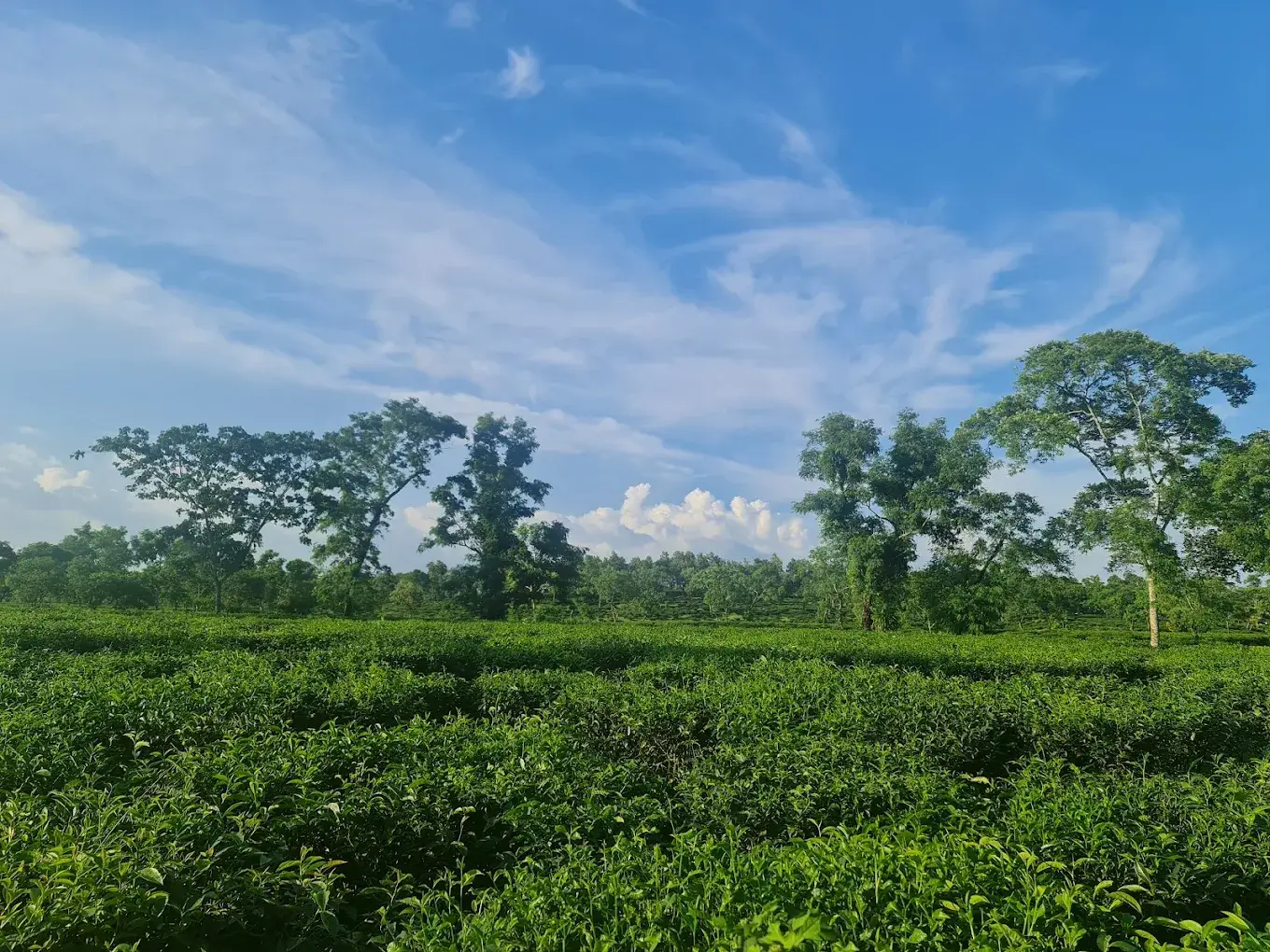 Ramgarh Tea-Growing Landscape