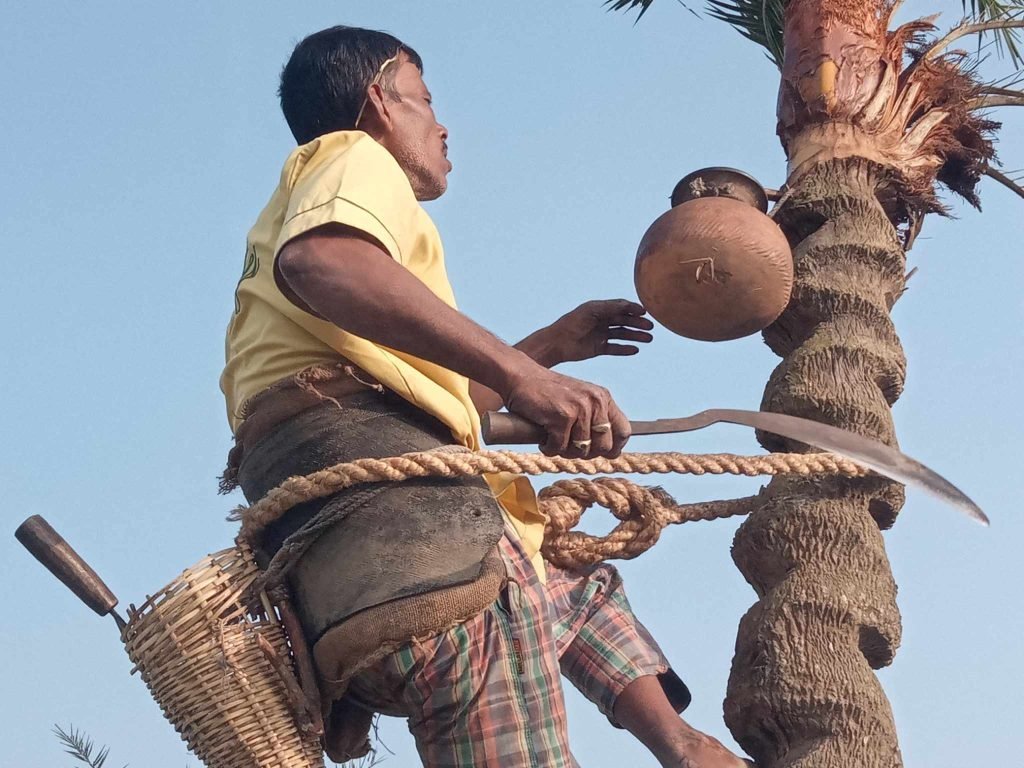 Winter Date Palm Juice Extraction